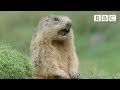 Funny talking animals: Alan!.. Alan!.. Steve! | Walk on the Wild Side - BBC