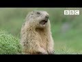 Funny Talking Animals - Walk On The Wild Side ...