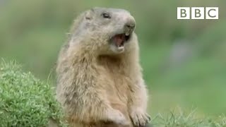 Funny Talking Animals - Walk On The Wild Side Preview - BBC One