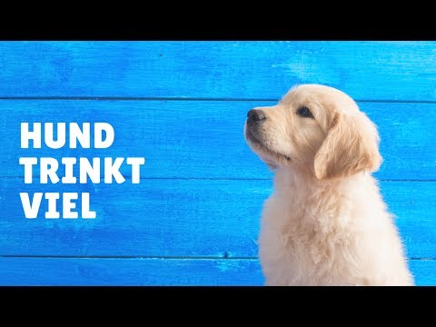 Hund trinkt viel: Aber was ist viel? Je nach Ernährungssform gibt es drastische Unterschiede!