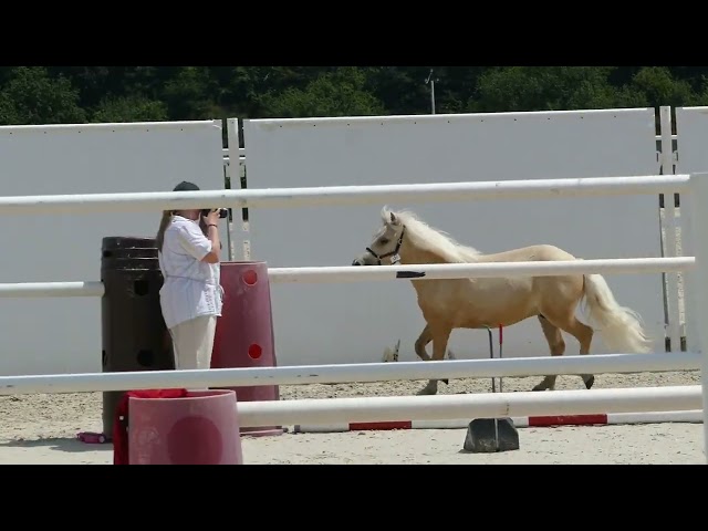 Hongre shetland PP grande taille