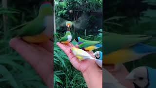 Download lagu ini namanya Burung Pipit Finch atau Finch Emprit mp3 Download lagu ini namanya Burung Pipit Finch atau Finch Emprit mp3