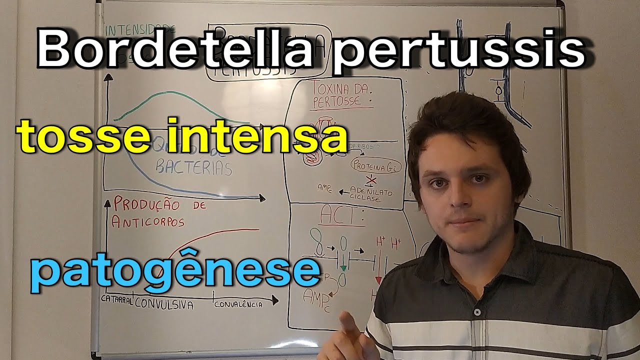 Bordetella pertussis (Coqueluche) | Curso de bacteriologia | Medicina passo a passo
