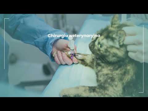 Zobacz filmy, Gabinet weterynaryjny Kama-Vet Ziemińska K. i Olesiuk M., Lublin