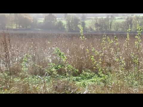 Sugar beet loading Suffolk, England.