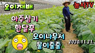오이재배, 아주심기 한달 후 생육 상황, 오이 수확은 어제 쯤 ? [농사TV]