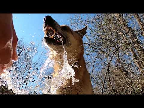 play with dog #viral