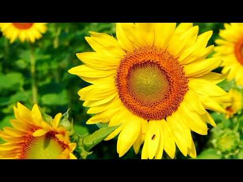 OPwekking 681 Ik zie de grote Koning