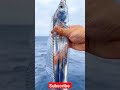 Silverfish Fishing Rarefish Endangeredspecies Fishinglife Fisherman Ungalmeenavan Meenu