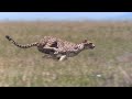 Cheetah Chase Compilation