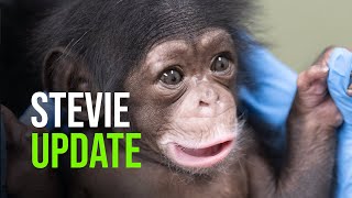 Update On Stevie Chimpanzee