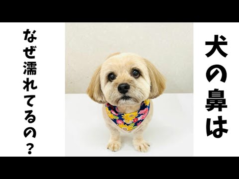なぜ私の犬は鼻が乾いているのですか?