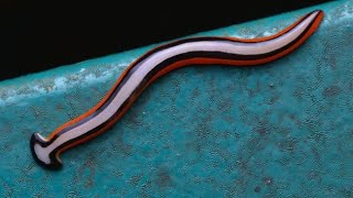 Giant 'alien' worms invade France