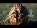 The Pangolin S Fight For Survival