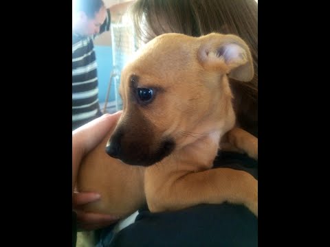 "Will Do Tricks For Treats"  ||funny animal videos || musicmamas for kids || funny dog 2022