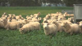 preview picture of video 'Murnong Farming Q & A - Easily Justifying Ram Costs'