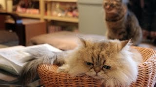 Cat Cafe in Tokyo Fears Closure