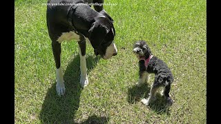 Funny Great Dane Gets Chased By Aussie Poo Puppy Friend