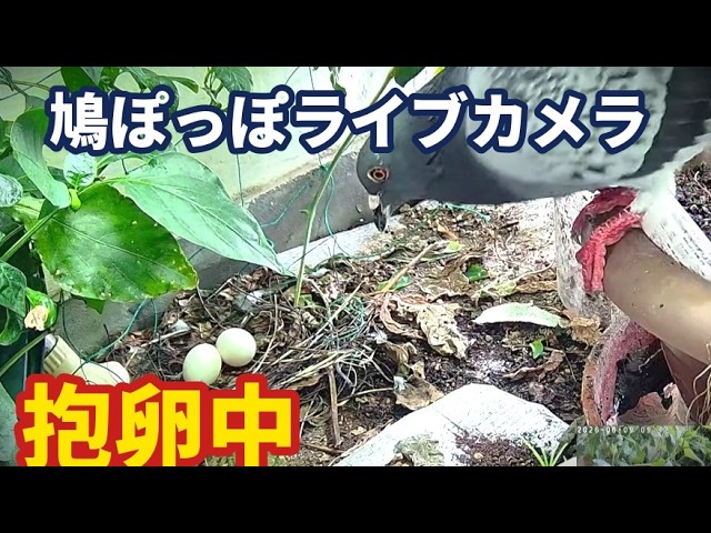 Live webcam view of Pigeon Nest Among Balcony Plants