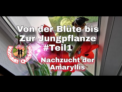 Amaryllis erfolgreich nachzüchten - von der Blüte bis zur Aussaat #erfahrungen #WatisMit #anzucht