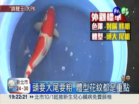 百萬錦鯉大賽 大水桶擠爆中市府