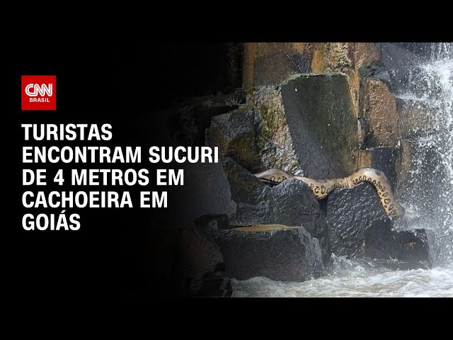 Turistas encontram sucuri de 4 metros em cachoeira em Goiás | CNN NOVO DIA
