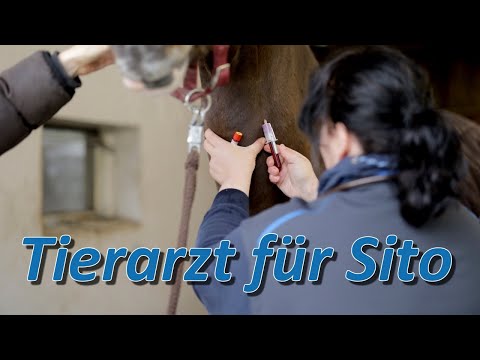 Zahnbefund bei Sito - Pferdedentistin Rabea Neubaum-Otte wird hinzugezogen