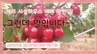 체리재배 성공의길(고창덕화농원방문) 시설 하우스 필요한가?