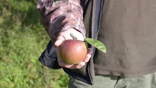 Apple varieties with Bob Lever