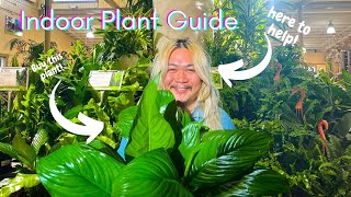 Best Beginner Houseplants 2024