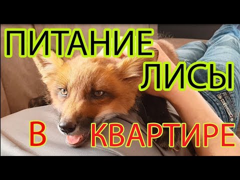 Чем питается 'домашняя' Лиса и стоит ли заводить 'Зверя' в квартире.