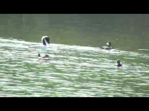 , title : 'Western Grebe chaeses Ruddy Duck'