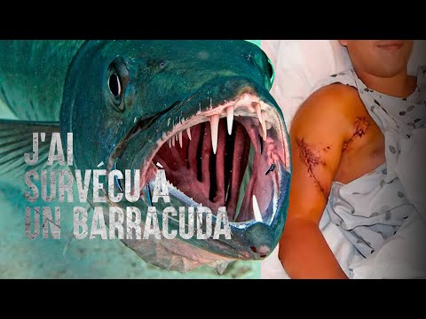 Comment survivre à une attaque de barracuda