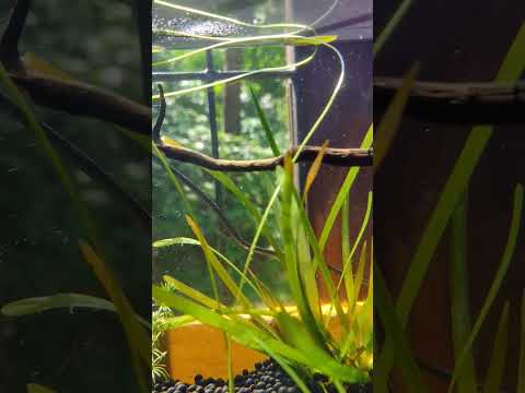 How to Boost #Oxygen Production in a #Planted Tank for Healthy #CherryShrimp!🦐🌱 #Aquarium Plants