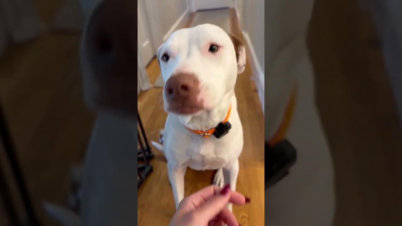 Enlarge Ellie - Local Lady Good with kids and dogs, a Adoptable mixed breed in Andover, MA video 5/6