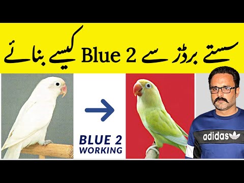 What is B2 (Blue 2) LoveBirds | How To Produce B2 LoveBirds | Blue 2 Birds Working | Birds Farming
