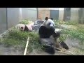 Mother Panda Eats Happily And SUDDENLY Remembers About Baby Panda