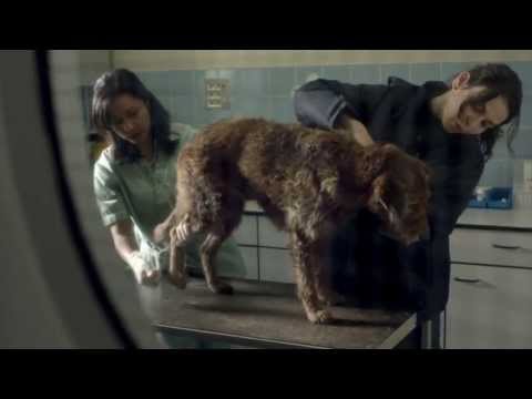 Pedigree 2013 Feeding Brighter Futures Ad: Bad Dog, Good Dog