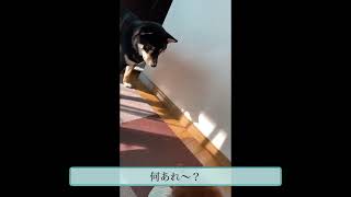 小競り合い パピー期(黒柴・柴犬・トイプードル・犬のいる暮らし)