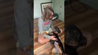 Video preview image #1 Australian Shepherd Puppy For Sale in Cape May, NJ, USA
