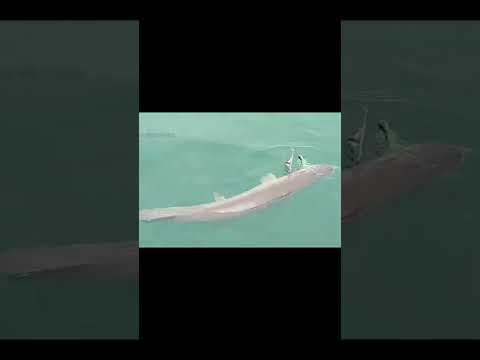 THE WORST! LOST A BIG ONE ft. MC Frosty