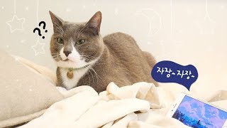 고양이 재운다는 에픽하이의 &#39;고양이자장가&#39;를 들려주었더니...😭😭