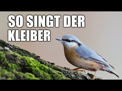 Kleiber - Vogelstimmen lernen