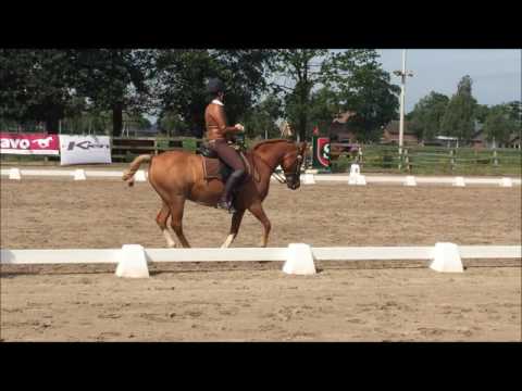 Working Equitation Talina Lorei & Obelix