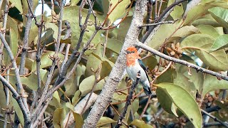 Download lagu Suara Kicau Burung Kemade Cabai Jawa Liar Gacor mp3 Download lagu Suara Kicau Burung Kemade Cabai Jawa Liar Gacor mp3