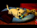 Tuff Puppy