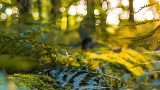 Classical music -  Reminiscence - Johannes Bornlof ,  Beautiful piano music, Clam Relax