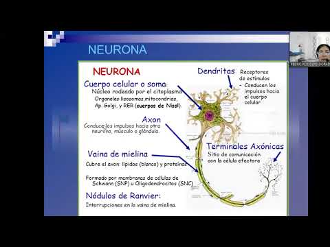 MOR112-B 23-08-21 ANATOMIA Y FISIOLOGIA