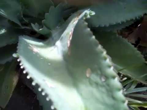 Flowers in my garden