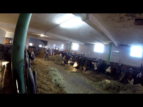 Feeding a Small Herd of Dairy Cows